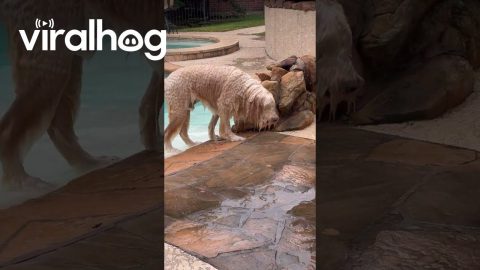 Wet Hair Don't Care || ViralHog