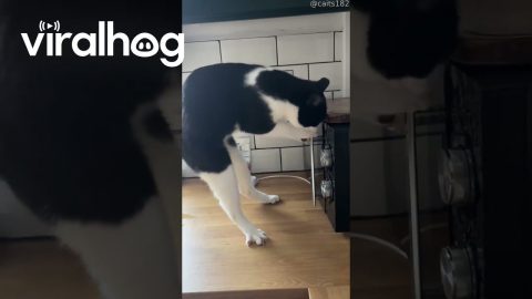 Cat Grips Counter To Open Microwave || ViralHog