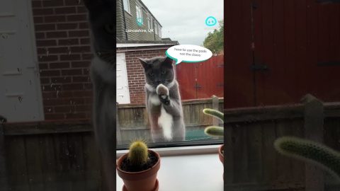 Window Washer Cat || ViralHog Shorts