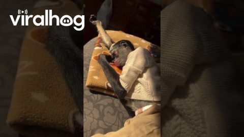 Cute Sleeping Monkey || ViralHog