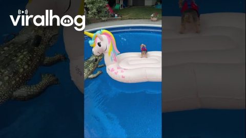World’s Most Well-Traveled Dog Rushes to Her Pool Day || ViralHog