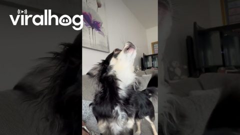 Sing Along With My Dog || ViralHog