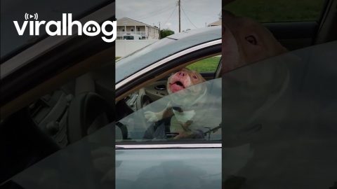 A Bossy Dog That Can Honk the Horn || ViralHog