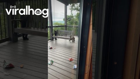 Adorable Bear Cubs Try to Play on Porch Swing || ViralHog