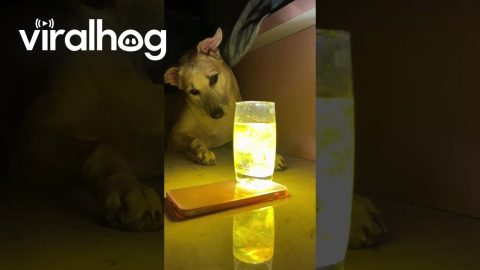 Dog's Reaction to Haldi Water Trend || ViralHog