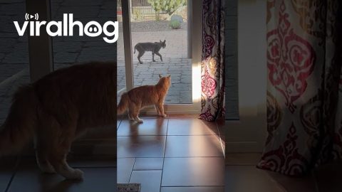 House Cat Making Friends With a Bobcat || ViralHog