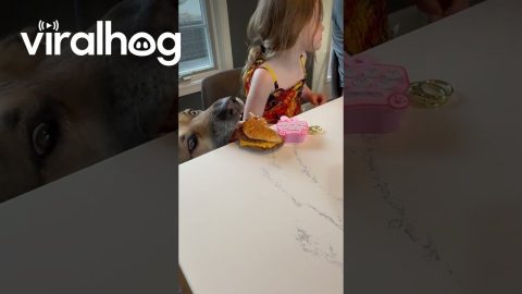Dog Steals Unattended Burger || ViralHog