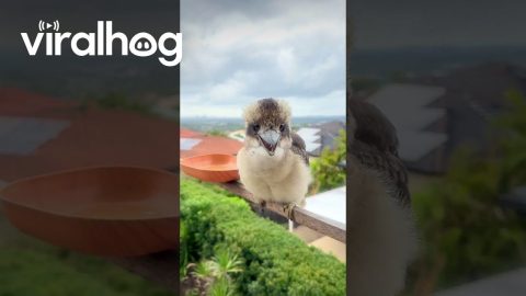 Baby Kookaburra Has a Cute Voice || ViralHog