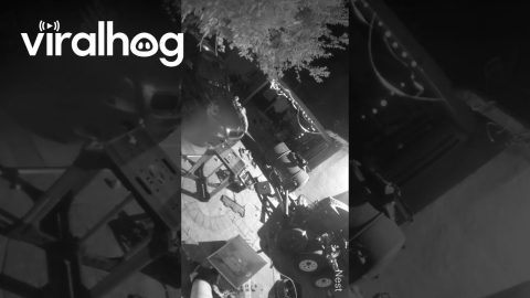 Fuzzy Object Floats Through Backyard Camera || ViralHog