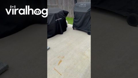 Patio Cockroach Gets Swooped || ViralHog