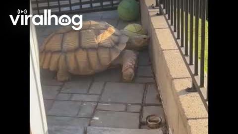 Tortoise Speed Racer || ViralHog