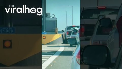 Quillota Double Toll, Better Cooperate || ViralHog