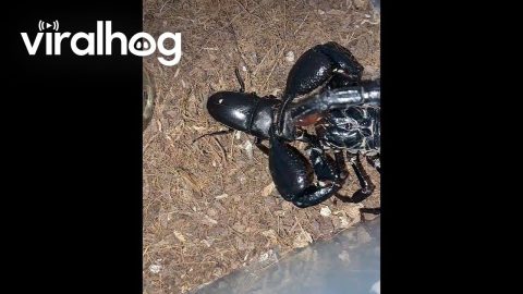 Scorpion Crushes Stag Beetle’s Head || ViralHog