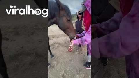 Girl Teaches Horse to Play Ukulele || ViralHog