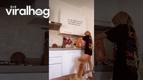 Overexcited Poodle Jumps for His Food || ViralHog