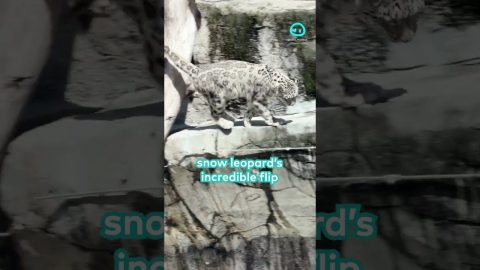 Snow Leopard Pulls Off an Incredible Backflip || ViralHog Shorts