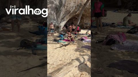 Monitor Lizard Surprises Tourists on the Beach || ViralHog