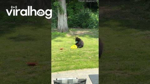 Bear Cub Plays with Ball || ViralHog