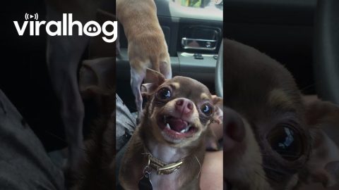 Lupita Does Not Like Being Filmed || ViralHog