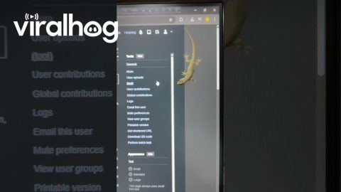 Gecko Chases Mouse Pointer || ViralHog