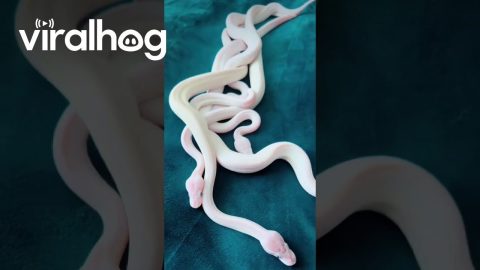 Hatchling Pythons Coiled Together || ViralHog