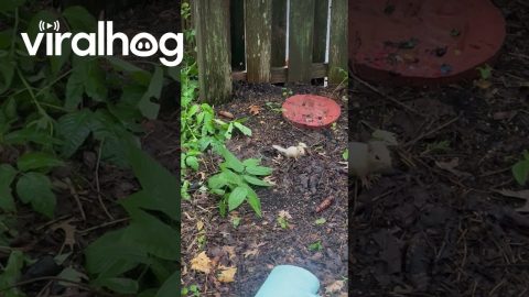 The Elusive Albino Chipmunk || ViralHog