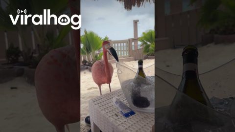 Flamingo Gets Brain Freeze From Shared Ice Water || ViralHog