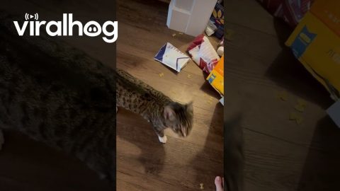 Kitten Gets Stuck in the Pantry || ViralHog