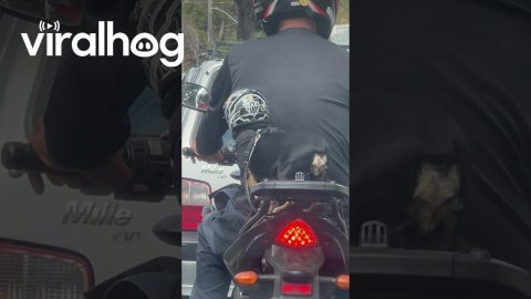Motorcycle Puppy Wears Helmet And Seatbelt || ViralHog