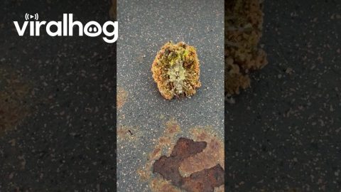 Green Lacewing Larvae Mistaken For Spider || ViralHog