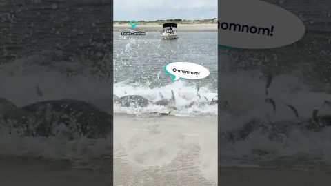 Dolphins' Strand Feeding Push Fish Bounty to Shore || ViralHog Shorts