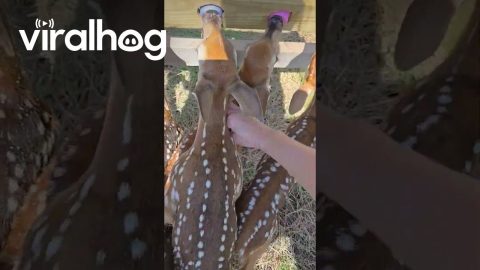 Eight Orphaned Fawns Feed Together || ViralHog