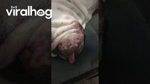 Bulldog’s Lips Tremble Along with Her Snores || ViralHog