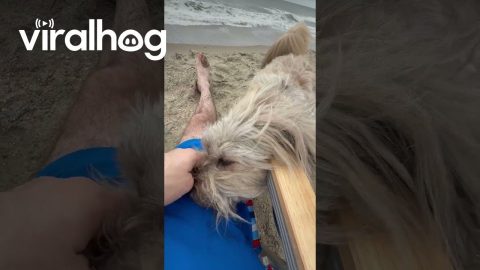 Three-Legged Dog in 40mph Winds - Tropical Storm Chantal || ViralHog