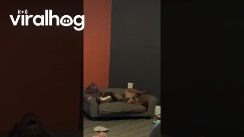 Exhausted Dog Sleeps On His Own Personal Couch || ViralHog