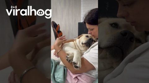Owner Comforts Dog Through Nail Trim || ViralHog