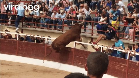 Bulls Gone Wild 🐂 ViralHog