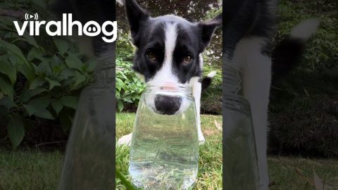 Border Collie Loves Blowing Bubbles || ViralHog