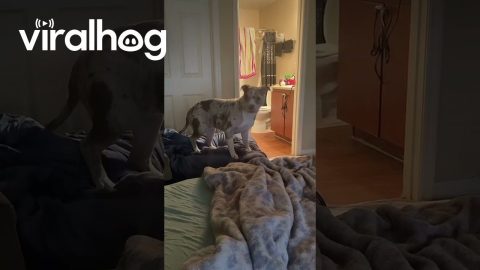 Funny Pups Play Hide And Seek || ViralHog
