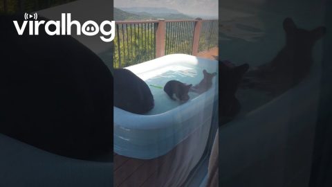Mama Bear and Her Cubs Playing in Porch Kiddie Pool || ViralHog