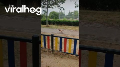 Two Italian Greyhounds Problem Solving || ViralHog