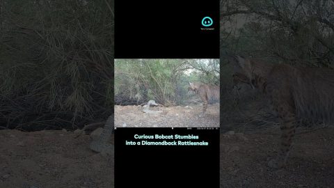Bobcat Confronts a Diamondback Rattlesnake || ViralHog Shorts