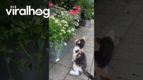 Kitten Entranced by Dancing Butterfly || ViralHog