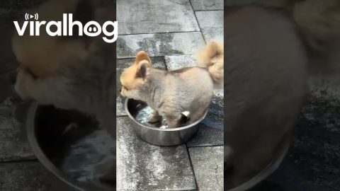 Lala Has a Pool but Prefers Her Water Bowl || ViralHog