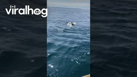 Polar Bear Sow Swims With Two Cubs || ViralHog