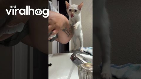 Kitten Throw Hands at Oral Hygiene || ViralHog