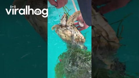 Turtle Caught in Commercial Fishing Net Saved! || ViralHog