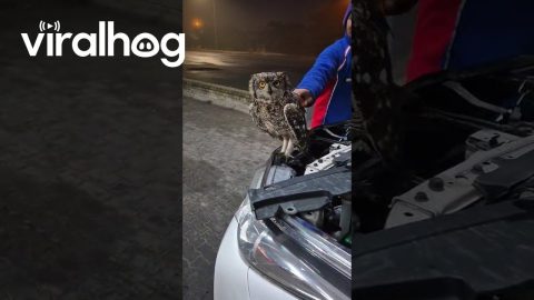Owl Flies Out Of Car Engine || ViralHog