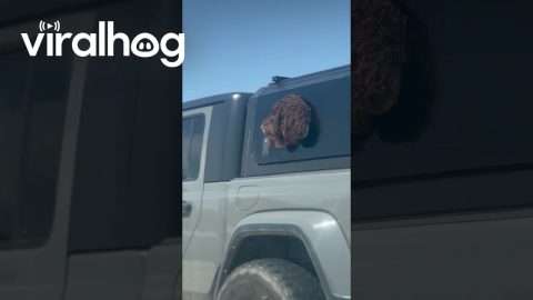 Curly-Coated Dog Enjoys Windy Freeway Ride || ViralHog