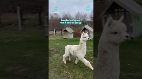 Alpacas Prance Through Backyard || ViralHog Shorts